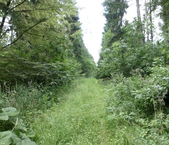 Naturnahe Wege, © NaturAktivErleben Naturnahe Wege, © NaturAktivErleben