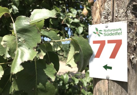 Een wegwijzer met het nummer 77 van het natuurpark Zuid-Eifel is bevestigd aan een boomstam, omringd door groene bladeren., © TI Bitburger Land Een wegwijzer met het nummer 77 van het natuurpark Zuid-Eifel is bevestigd aan een boomstam, omringd door groene bladeren., © TI Bitburger Land