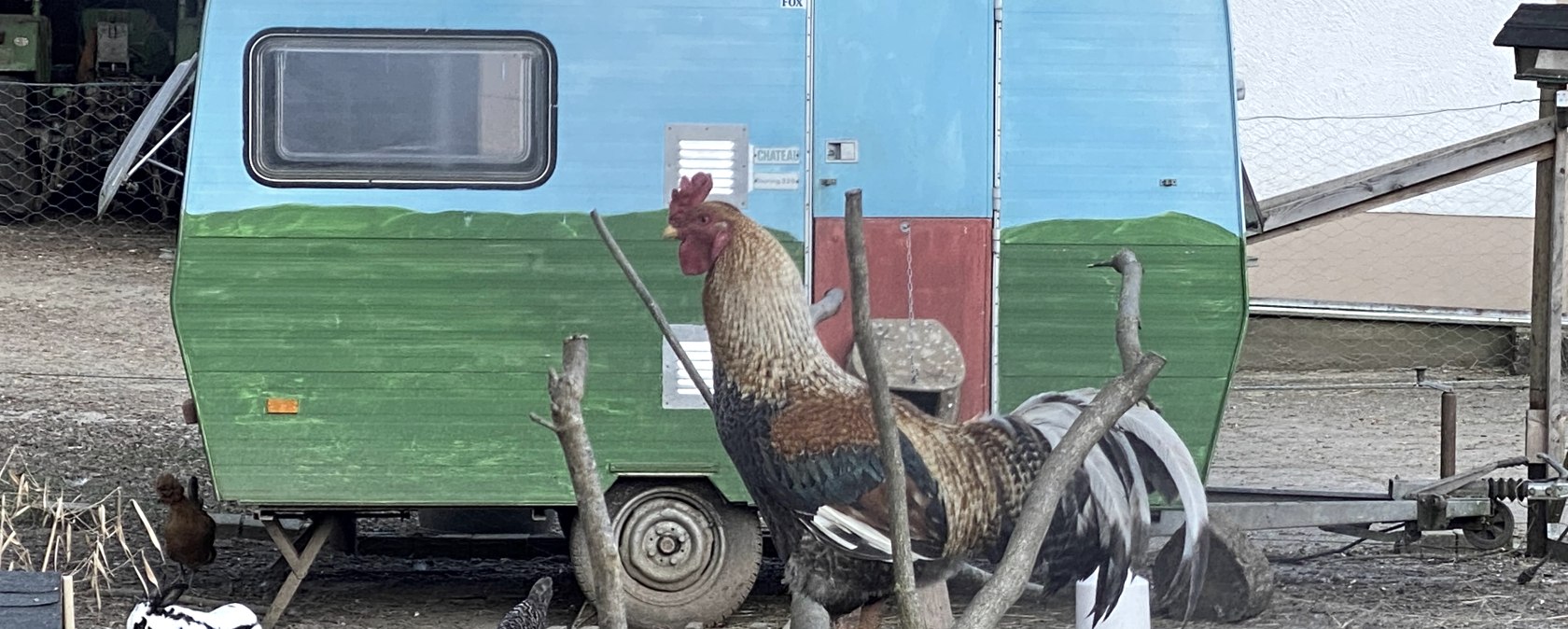 Hühner Campingplatz, © Christians Mühle Hühner Campingplatz, © Christians Mühle