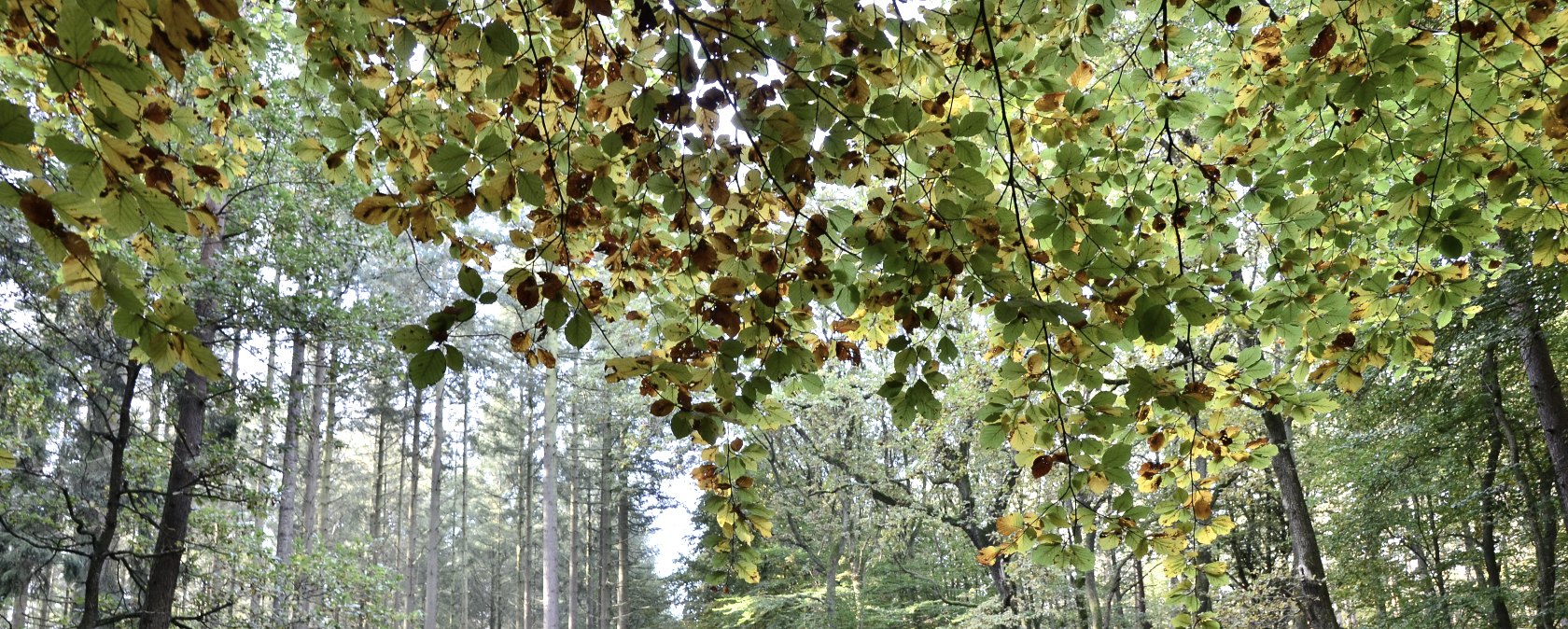 Naturpark Südeifel, © TI Bitburger Land Naturpark Südeifel, © TI Bitburger Land