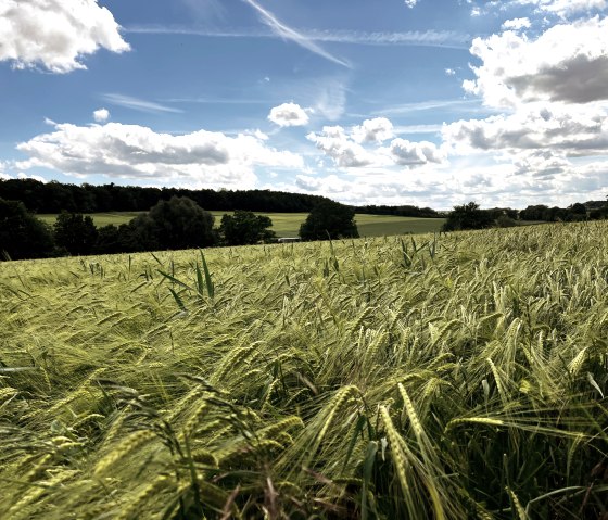 Ein weites Weizenfeld unter einem blauen Himmel mit weißen Wolken. Im Hintergrund sind Bäume und Hügel zu sehen., © TI Bitburger Land Ein weites Weizenfeld unter einem blauen Himmel mit weißen Wolken. Im Hintergrund sind Bäume und Hügel zu sehen., © TI Bitburger Land