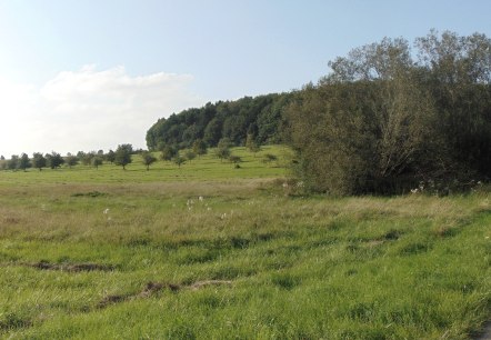 Grüne Wiese mit vereinzelten Bäumen, im Hintergrund ein dichter Wald unter blauem Himmel mit wenigen Wolken., © Conny Meier Grüne Wiese mit vereinzelten Bäumen, im Hintergrund ein dichter Wald unter blauem Himmel mit wenigen Wolken., © Conny Meier