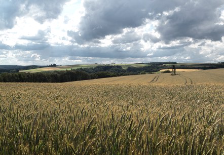 Ein weites Weizenfeld mit einem Hochsitz im Hintergrund, unter einem dramatisch bewölkten Himmel in einer ländlichen Landschaft., © Naturpark Südeifel, Volker Teuschler Ein weites Weizenfeld mit einem Hochsitz im Hintergrund, unter einem dramatisch bewölkten Himmel in einer ländlichen Landschaft., © Naturpark Südeifel, Volker Teuschler