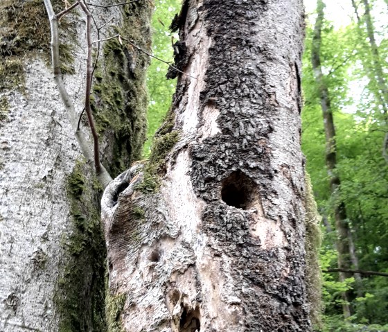 Nahaufnahme eines alten Baumes mit Löchern und Moos, umgeben von grünem Laub im Naturpark Südeifel., © TI Bitburger Land