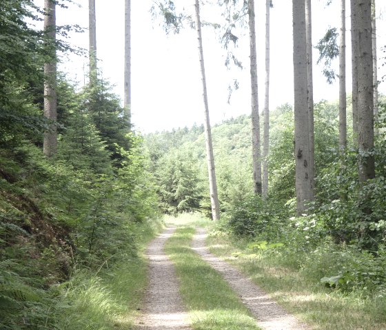Ein schmaler Waldweg schlängelt sich durch einen dichten, grünen Wald mit hohen Bäumen und üppigem Unterholz., © TI Bitburger Land
