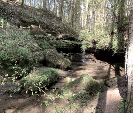 Un chemin forestier avec une végétation luxuriante, une petite cascade et des pierres couvertes de mousse. La lumière du soleil traverse les arbres., © Benjamin Milbach