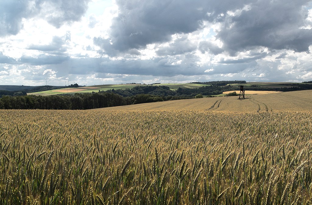 Ein weites Weizenfeld mit einem Hochsitz im Hintergrund, unter einem dramatisch bewölkten Himmel in einer ländlichen Landschaft., © Naturpark Südeifel, Volker Teuschler