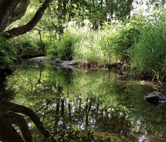 Mehelnbach près de Niederprüm, © Tourist-Information Prümer Land Sebastian Wiesen