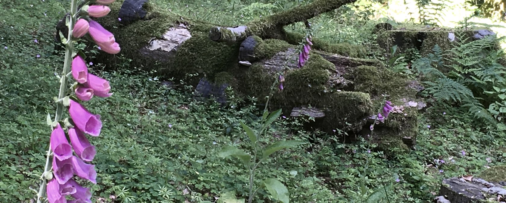 Eine lila Fingerhutblume wächst neben einem moosbedeckten Baumstamm im Wald, umgeben von grüner Vegetation., © TI Bitburger Land