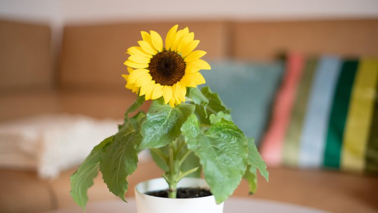 Een zonnebloem in een witte pot staat op een tafel. Op de achtergrond zijn een beige bank en kleurrijke kussens te zien.