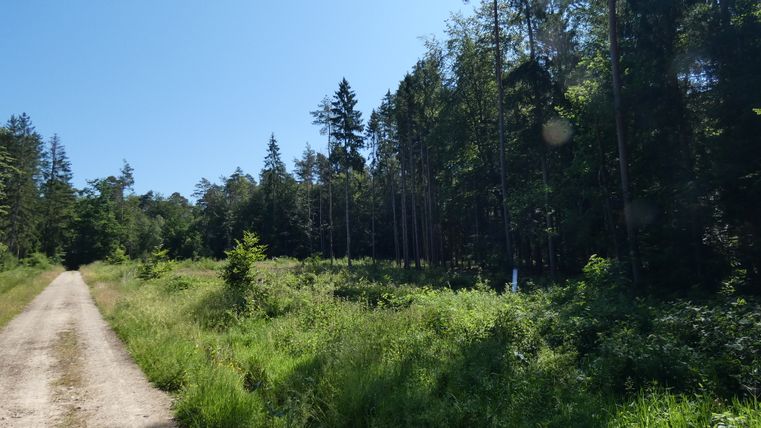 Ein Waldweg führt durch einen grünen Wald unter klarem, blauem Himmel.