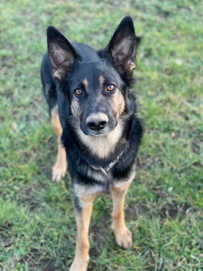 Ein hund steht auf grünem Gras. Er hat ein schwarzes und braunes Fell mit großen Ohren.