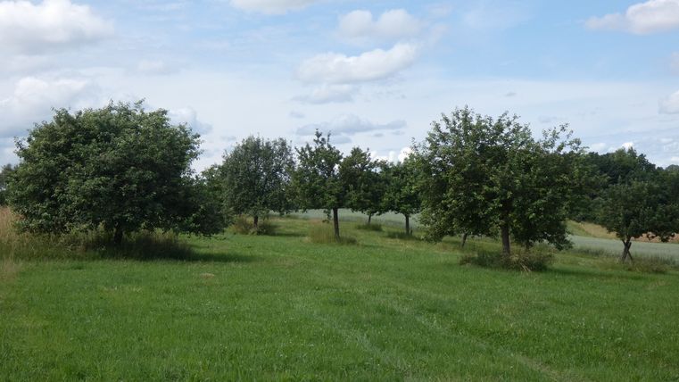 Grüne Wiese mit Obstbäumen unter blauem Himmel mit Wolken.