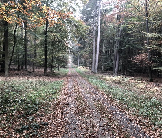 Nordic walking memory, &copy; Ti Bitburger Land