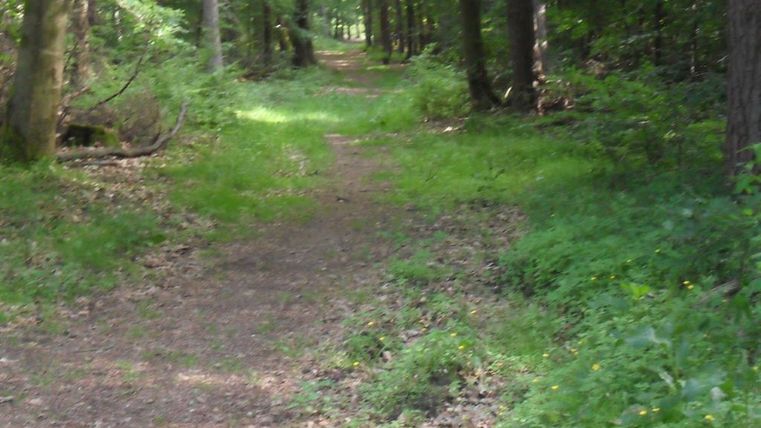 Ein schmaler Waldweg, der von Bäumen umgeben ist. Der Boden ist mit grünem Gras und Laub bedeckt.