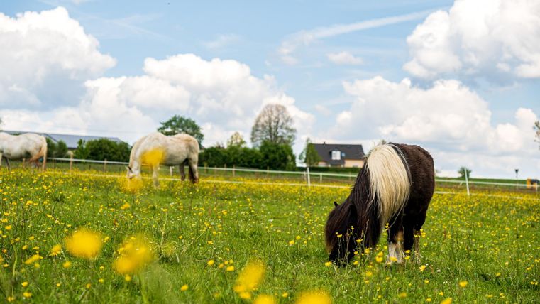 Eine malerische Wiese mit Pferden, die inmitten von gelben Blumen grasen. Im Hintergrund sind schöne Wolken und ein Haus zu sehen.