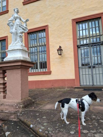 Ein Hund mit schwarzem und weißem Fell steht neben einer Statue vor einem Gebäude. Die Statue zeigt eine elegante Figur und der Hintergrund ist mit Fenstern und einer geschmückten Wand versehen.