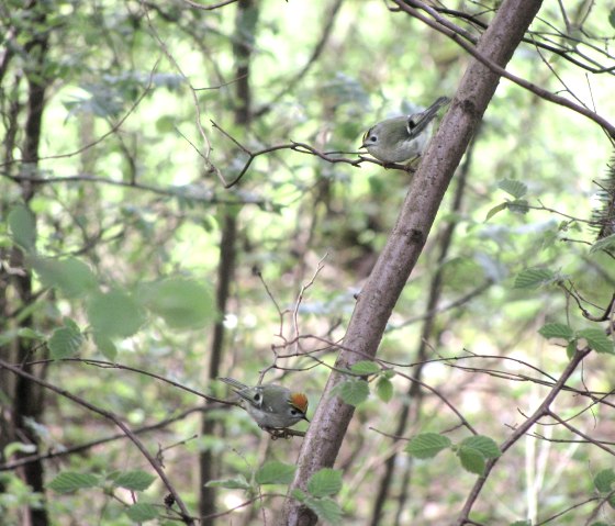 Zwei kleine V&ouml;gel sitzen auf einem Ast in einem dichten, gr&uuml;nen Wald. Die Umgebung ist voller Bl&auml;tter und Zweige.