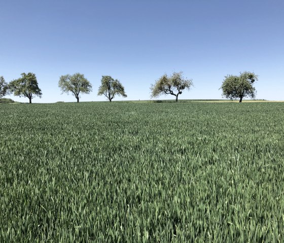 Bitburger veld- en weidetocht, © Tourist-Information Bitburger Land
