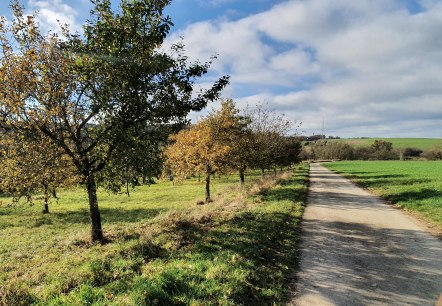Un chemin rural traverse un paysage automnal d'arbres et d'herbe verte sous un ciel bleu parsemé de nuages., © TI Bitburger Land