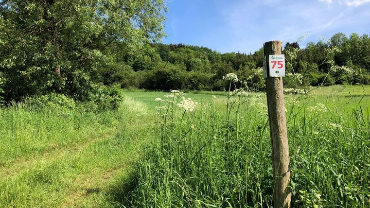 Wegweiser mit der Nummer 75 im Naturpark Südeifel auf einer grünen Wiese.