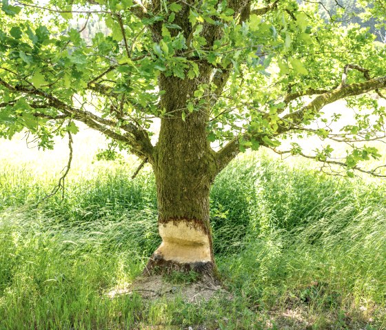Les plus chanceux d&eacute;couvriront des traces de castors sur la piste cyclable Eifel-Ardennes, comme dans la vall&eacute;e de l'Alfbach., &copy; Eifel Tourismus GmbH, Dominik Ketz