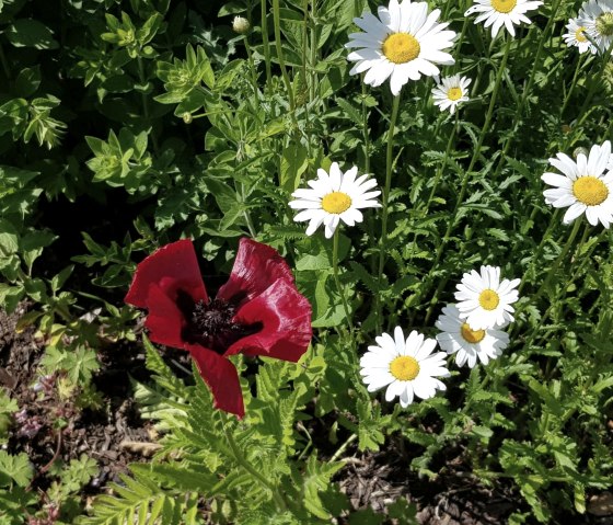 Un coquelicot rouge à côté de pâquerettes blanches dans la verdure au bord de la route 75., © TI Bitburger Land