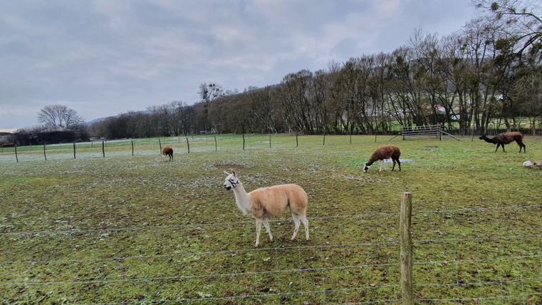 Alpakas und Gänse auf einer Wiese mit Bäumen im Hintergrund.