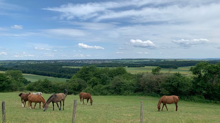 Pferde auf einer Weide mit weitem Blick über die Landschaft.