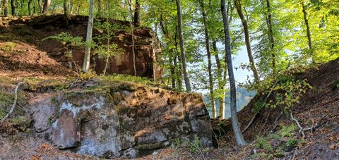 Felsen und Bäume im Wald bei Sonnenlicht.