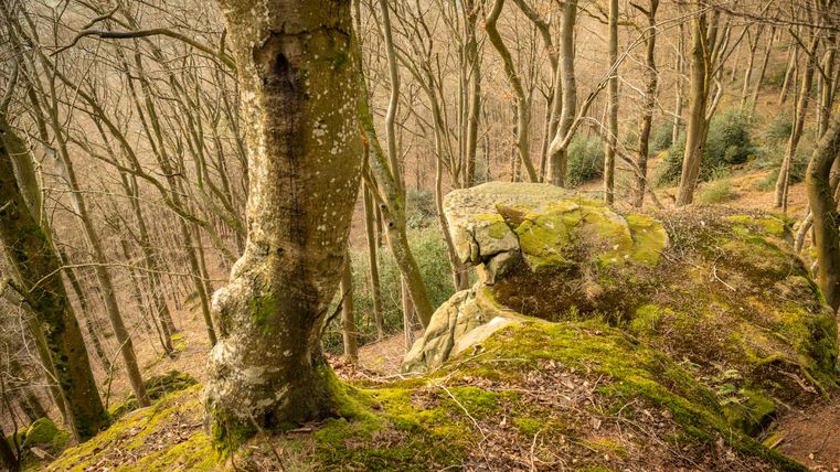 Ein moosbedeckter Felsen in einem kahlen Wald mit Bäumen ohne Blätter.