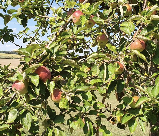 An apple tree full of red apples and green leaves stands in a rural landscape under a blue sky., &copy; TI Bitburger Land - Steffi Wagner