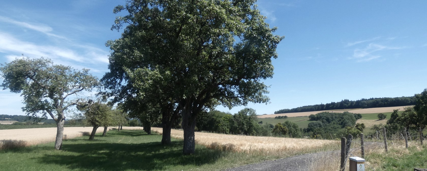 Een landweggetje leidt door een groen landschap van bomen en weiden onder een strakblauwe hemel., © TI Bitburger Land