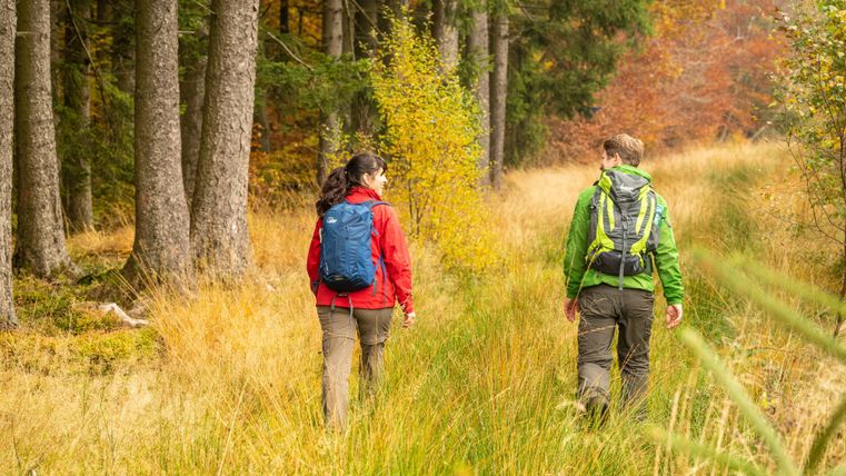 Deux randonneurs marchent sur un beau chemin à travers une forêt automnale. Entourés de feuillage coloré et de grands arbres, ils profitent de la nature.