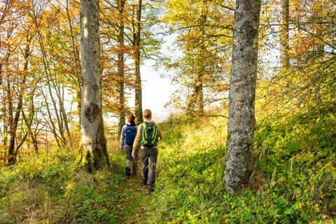 Zwei Personen wandern auf einem Waldweg, umgeben von herbstlichen Bäumen. Das Sonnenlicht scheint durch das Laub und schafft eine angenehme Atmosphäre.