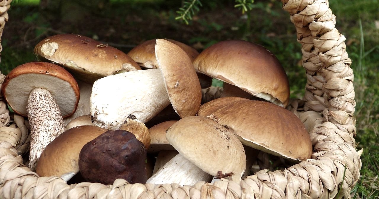 Champignons, © Pixabay