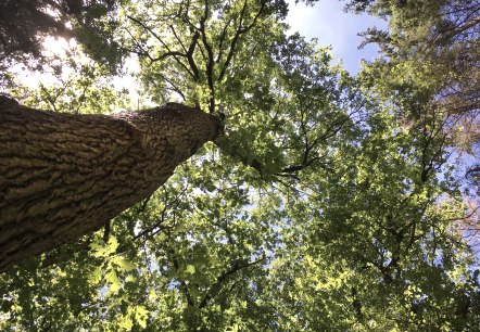 Se baigner dans l'air de la forêt, © TI Bitburger Land