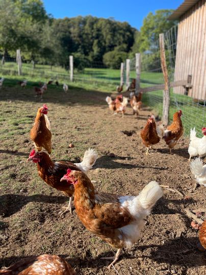 Eine Gruppe von Hühnern läuft auf einer Wiese vor einem Holzgebäude. Der Himmel ist klar und die Umgebung ist grün und sonnig.