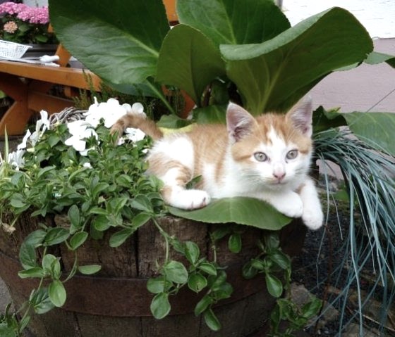 Katze, &copy; Norbert Heck Halsdorf