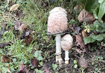 Pilz, &copy; TI Bitburger Land