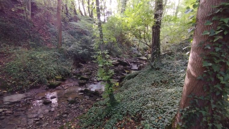Ein kleiner Bach fließt durch ein bewaldetes Tal mit üppigem Grün und Bäumen.