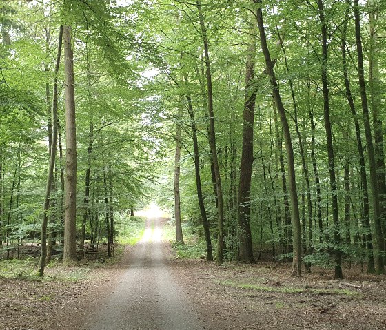Een recht bospad leidt door een dicht, groen bos. Hoge bomen omzomen het pad, dat in de verte in het licht verdwijnt., © TI Bitburger Land - Steffi Wagner