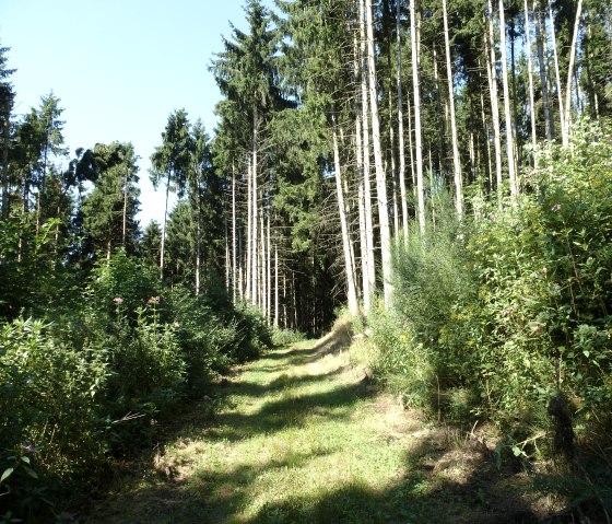 Hoge bosromantiek, © NaturAktivErleben