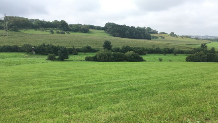 Grüne Wiesen und Felder mit Bäumen und einem Hochsitz unter bewölktem Himmel.