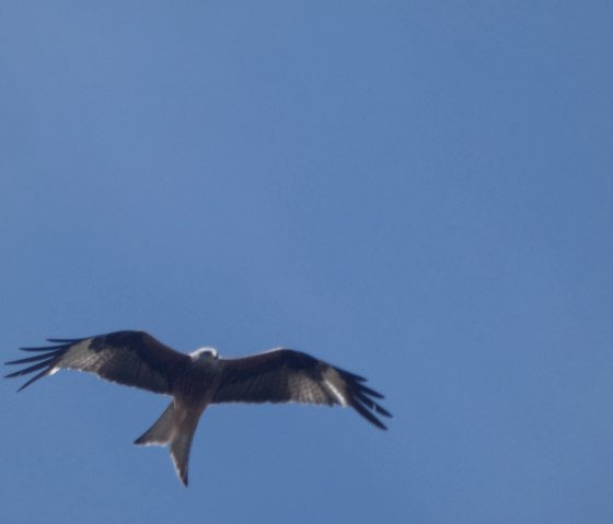 Een vlieger slaat zijn vleugels uit en vliegt hoog in de helderblauwe lucht., © TI Bitburger Land