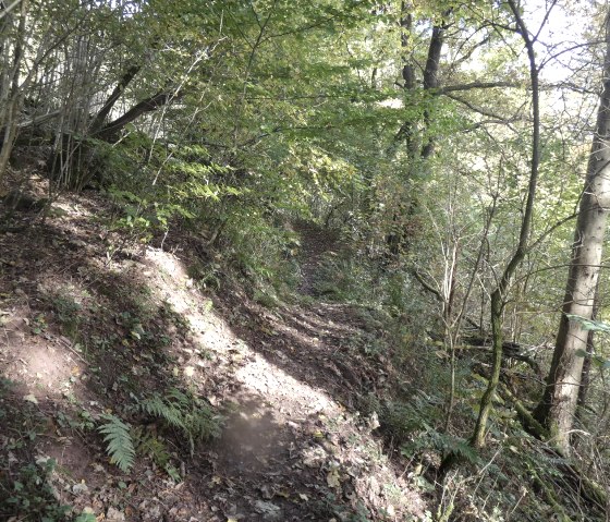 Ein schmaler Wanderweg schlängelt sich durch einen dichten Wald mit Laub- und Nadelbäumen. Sonnenlicht fällt durch das Blätterdach., © TI Bitburger Land
