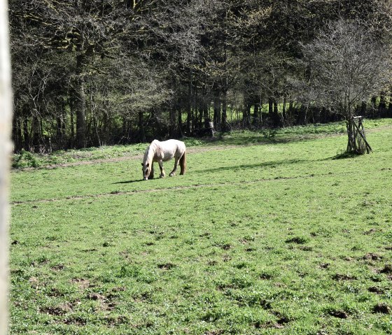 Ein Pferd grast auf einer grünen Wiese, umgeben von Bäumen. Im Vordergrund ist ein unscharfer Baumstamm zu sehen., © TI Bitburger Land