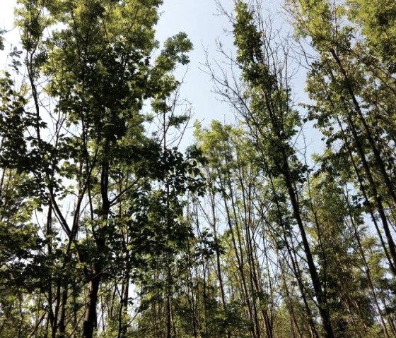 Hoge bomen met dicht, groen gebladerte torenen omhoog naar de blauwe lucht. Zonlicht filtert door de bladeren., &copy; Ingrid Penning