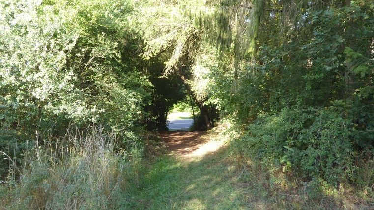 Ein schmaler Pfad führt durch dichte Bäume zu einer Straße.