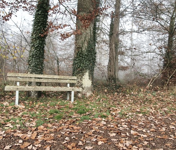 Holzbank im herbstlichen Wald, umgeben von Laub und Bäumen. Nebeliger Hintergrund, ruhige Atmosphäre., © TI Bitburger Land - Steffi Wagner